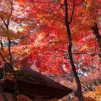 かやぶき屋根を彩る秋の紅葉と古民家の日本風景の写真