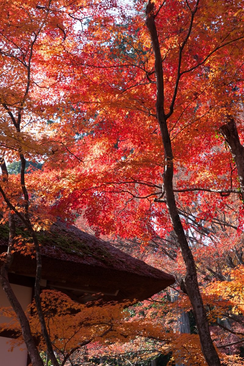 かやぶき屋根を覆う赤と橙色に染まった秋の紅葉