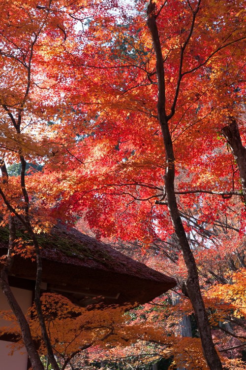 かやぶき屋根を彩る秋の紅葉と古民家の日本風景