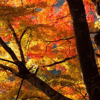 見上げた空を覆うオレンジ色と黄色に黄葉した木の枝と葉の写真