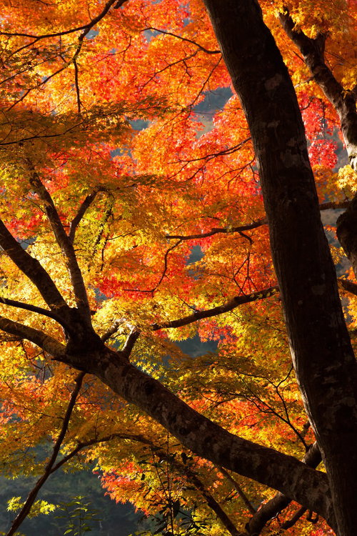 見上げた空を覆うオレンジ色と黄色に黄葉した木の枝と葉