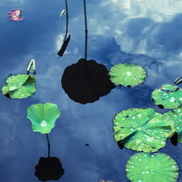 水面に浮かぶ蓮の葉と映りこむ青空の風景の写真