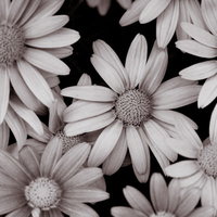白いマーガレットのモノクロ花テクスチャ背景の写真