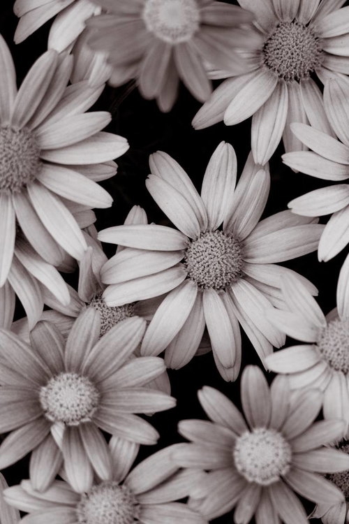 白いマーガレットのモノクロ花テクスチャ背景