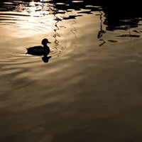 夕日が水面に映る湖面に浮かぶ野鳥のシルエットの写真