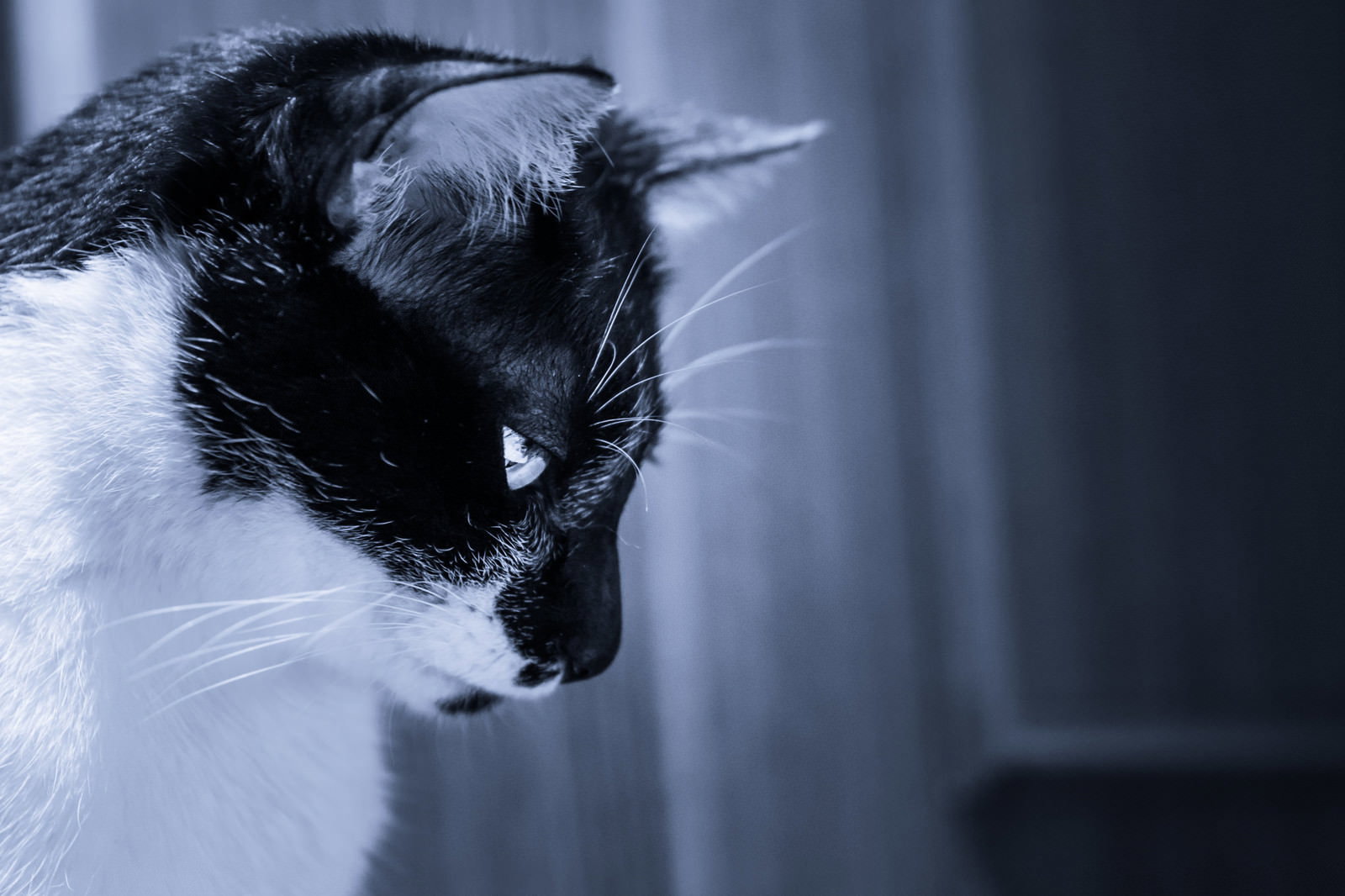残念そうにうつむく白黒の猫