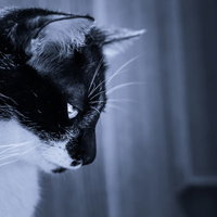 残念にうつむく白黒ネコ、落ち込む表情と悲しみの写真