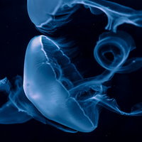 水族館の暗い水槽で青く光に照らされ漂うクラゲの写真