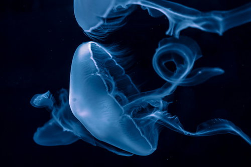 水族館の暗い水槽で青く光に照らされ漂うクラゲ
