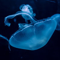 水中で正面を向くイカのアップの写真