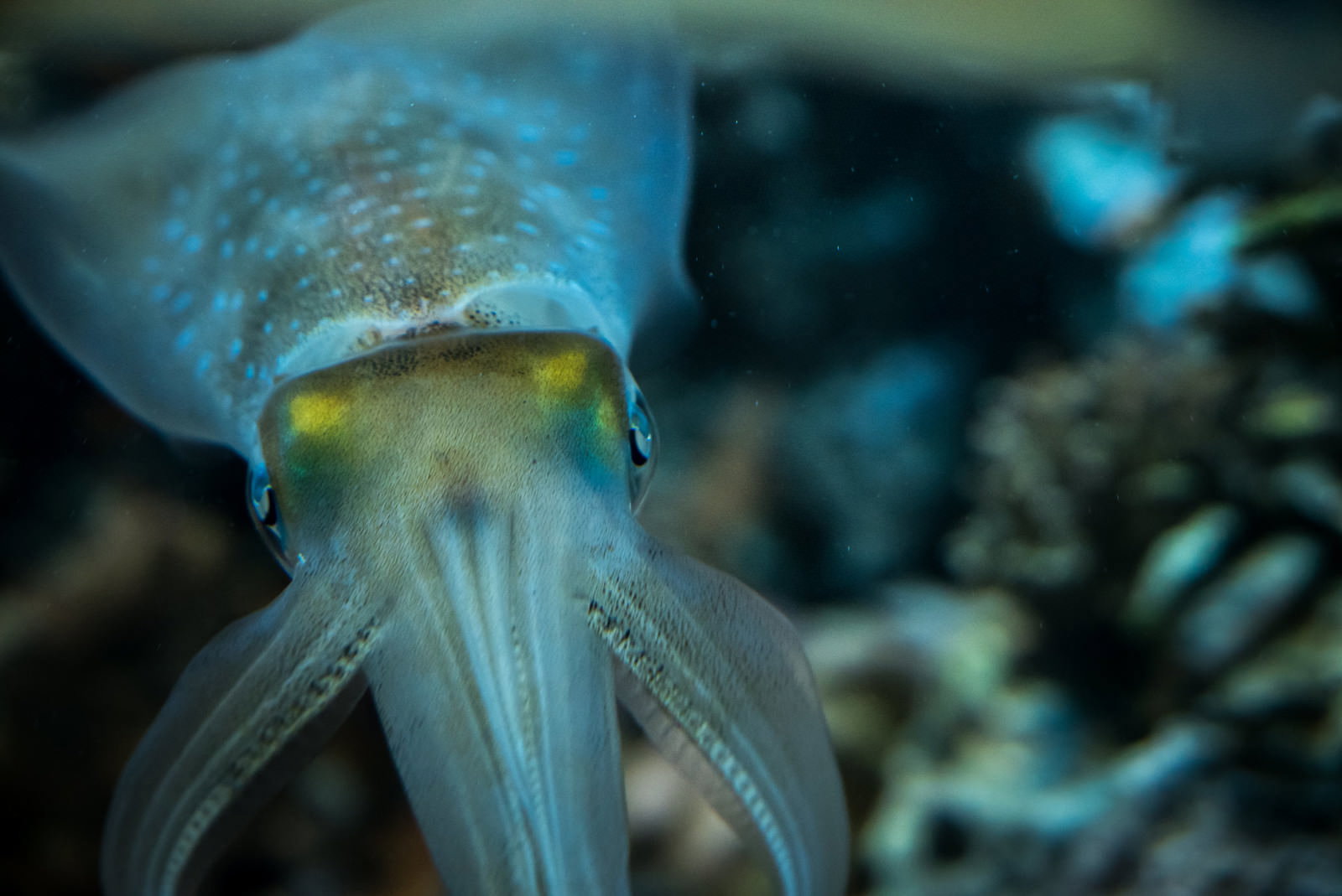 青い水中を浮遊するイカが正面を向いている水族館の様子