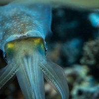 水族館で正面を向くイカの写真