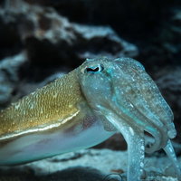 水族館の水槽で海底付近を泳ぐイカの触手と動きの写真