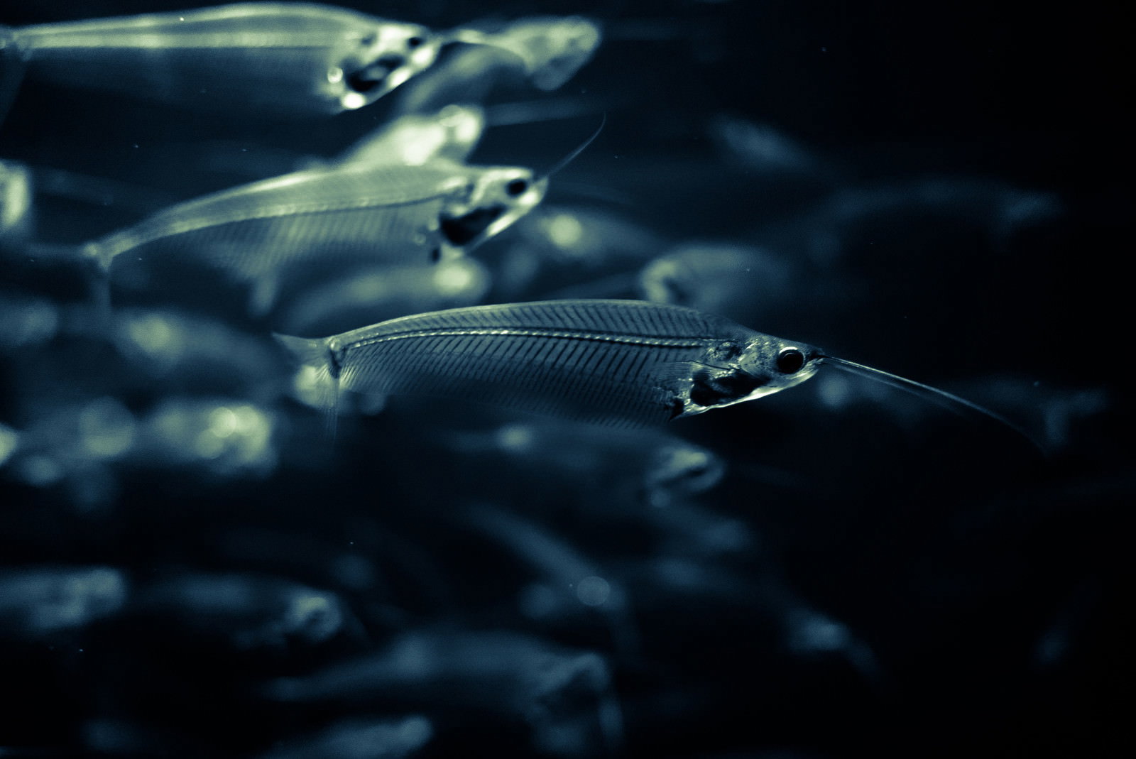 水族館の暗い水槽内で透明な魚の群れが泳いでいる様子