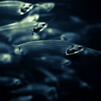 骨がスケスケの透明な魚が群れをなす水族館の光景の写真