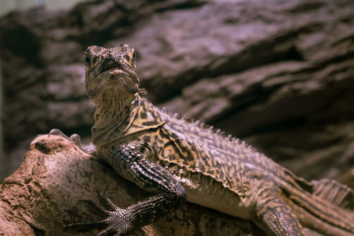 呼びました？トカゲ