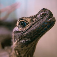 上を見上げる青い瞳のトカゲ、爬虫類動物の横顔アップの写真