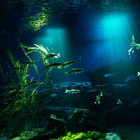 川の中を泳ぐ魚と射し込む光芒の写真