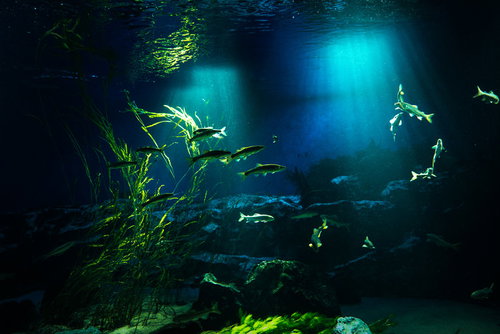 川の中を泳ぐ魚と射し込む光芒