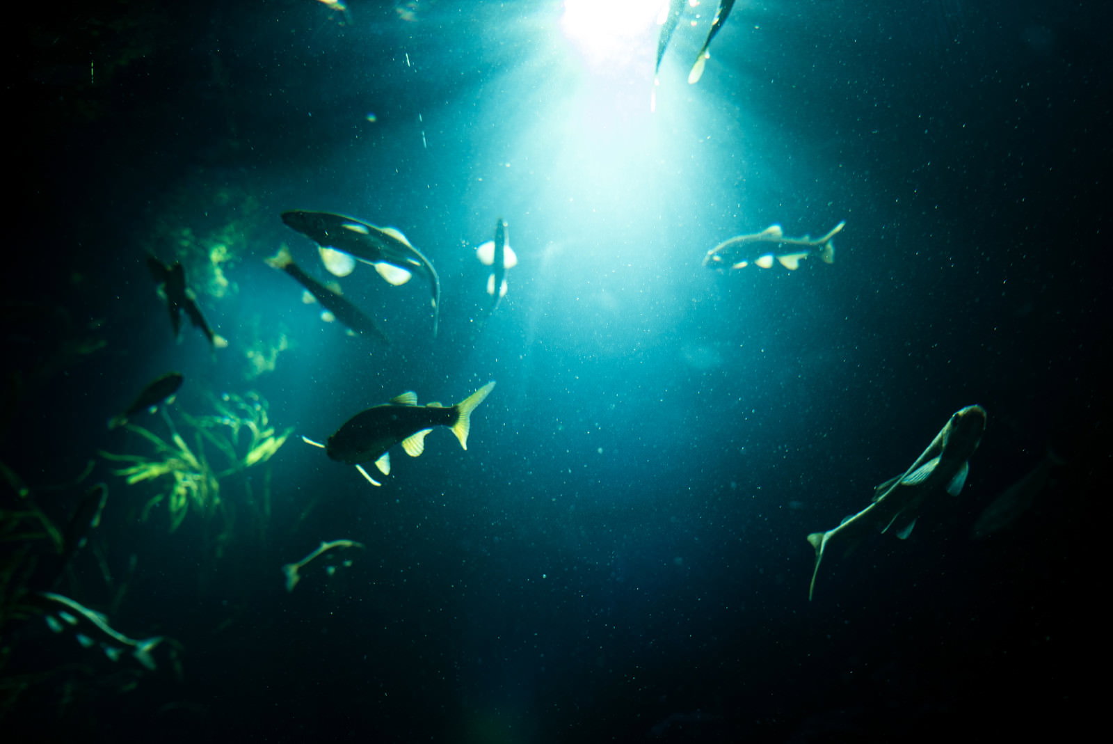 水中に光が射し込む中を泳ぐ魚たちのシルエット