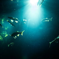 水族館の水中に射し込む光と魚の群れのシルエットの写真