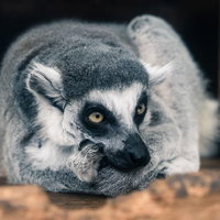 灰色の毛に覆われて蹲るワオキツネザルの全身の写真