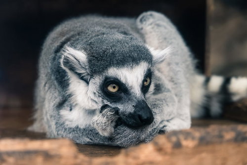 灰色の毛に覆われて蹲るワオキツネザルの全身
