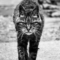 威嚇してこちらに歩み寄る猫のモノクロの写真