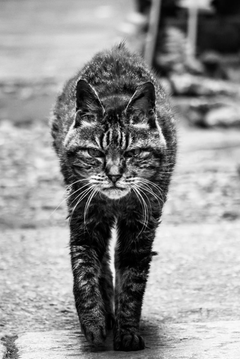 威嚇するような表情でカメラに向かって歩いてくる猫のモノクロ写真