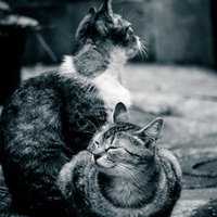 木の台でくつろぐワオキツネザルの写真