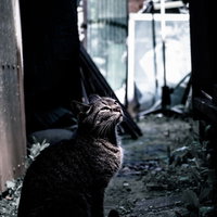 石畳の路地裏でくつろぐ野良猫2匹の写真