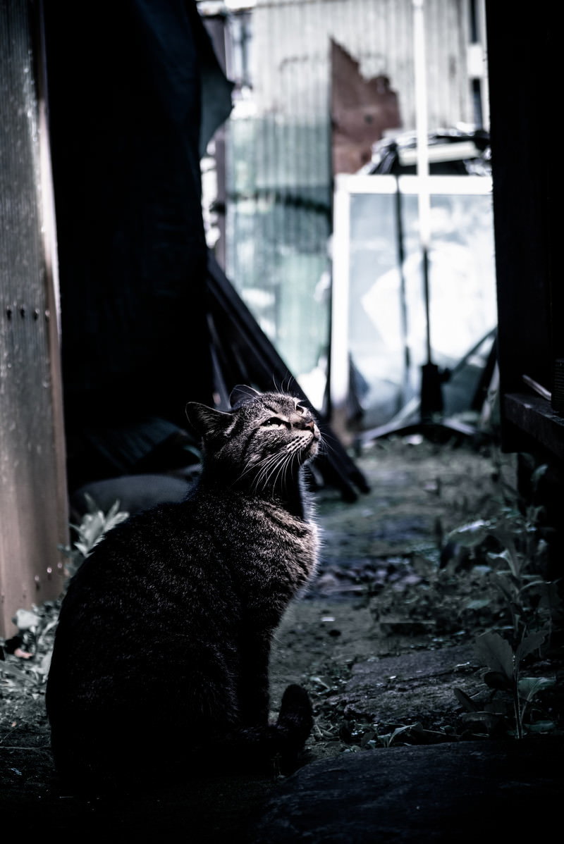 石畳の路地裏にいる野良猫2匹
