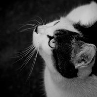 裏路地で見上げるキジトラ猫の写真