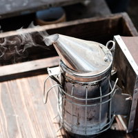 草原の道に立つクロセジャッカルの写真