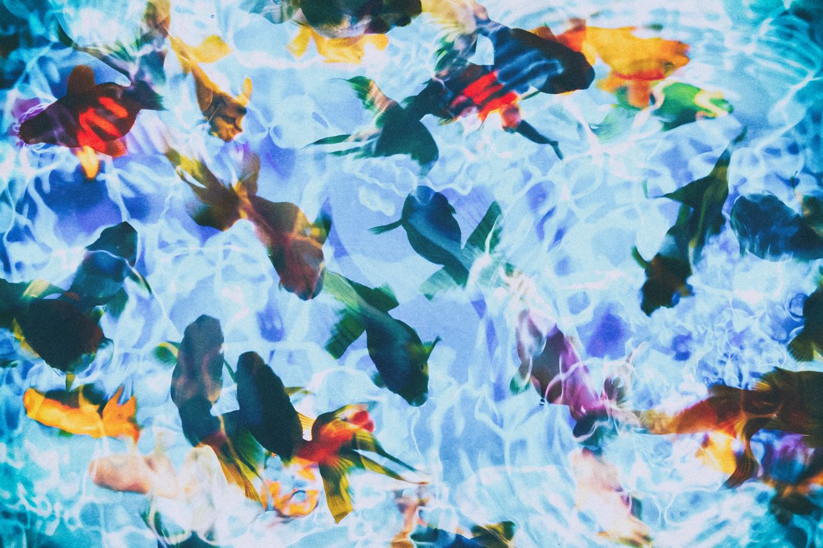 暗闘の中に浮かぶ3輪の花のフォトモンタージュ