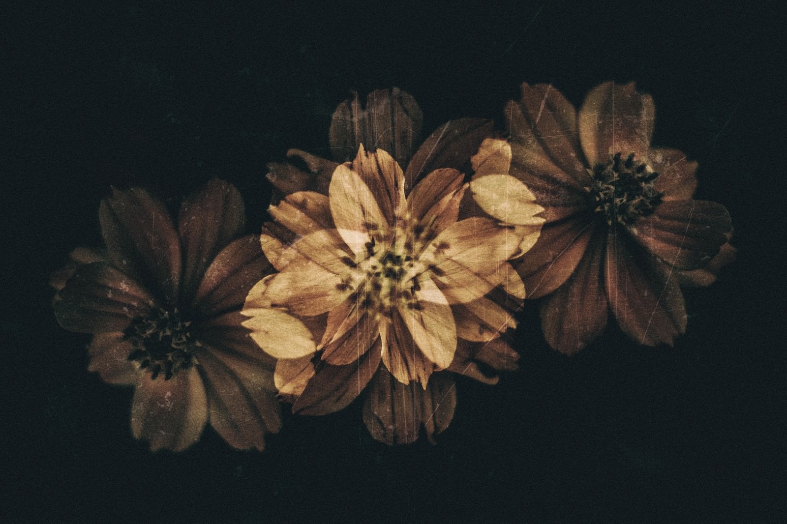 暗い背景に朽ちかけた花が写ったフィルム調の写真