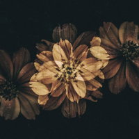 フィルムで撮った朽ちる花のヴィンテージの写真