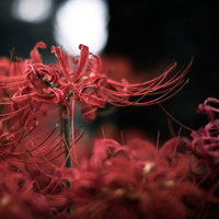 黒暗に咲く彼岸花：秋の夜間に咲く赤い花の写真