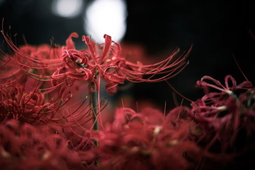 黒暗に咲く彼岸花：秋の夜間に咲く赤い花