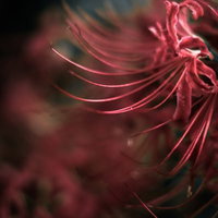 闇の中で咲く赤い彼岸花のクローズアップの写真