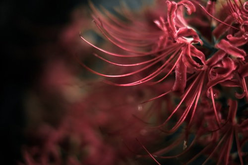 闇の中で咲く赤い彼岸花のクローズアップ