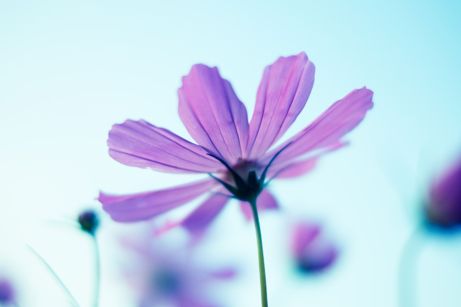 薄紫のコスモスの花が空を背景に咲いている
