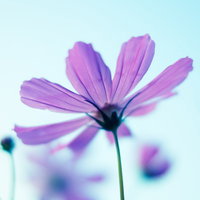 薄紫のコスモスと浅葱色の空、秋の花園で満開に咲く花の写真