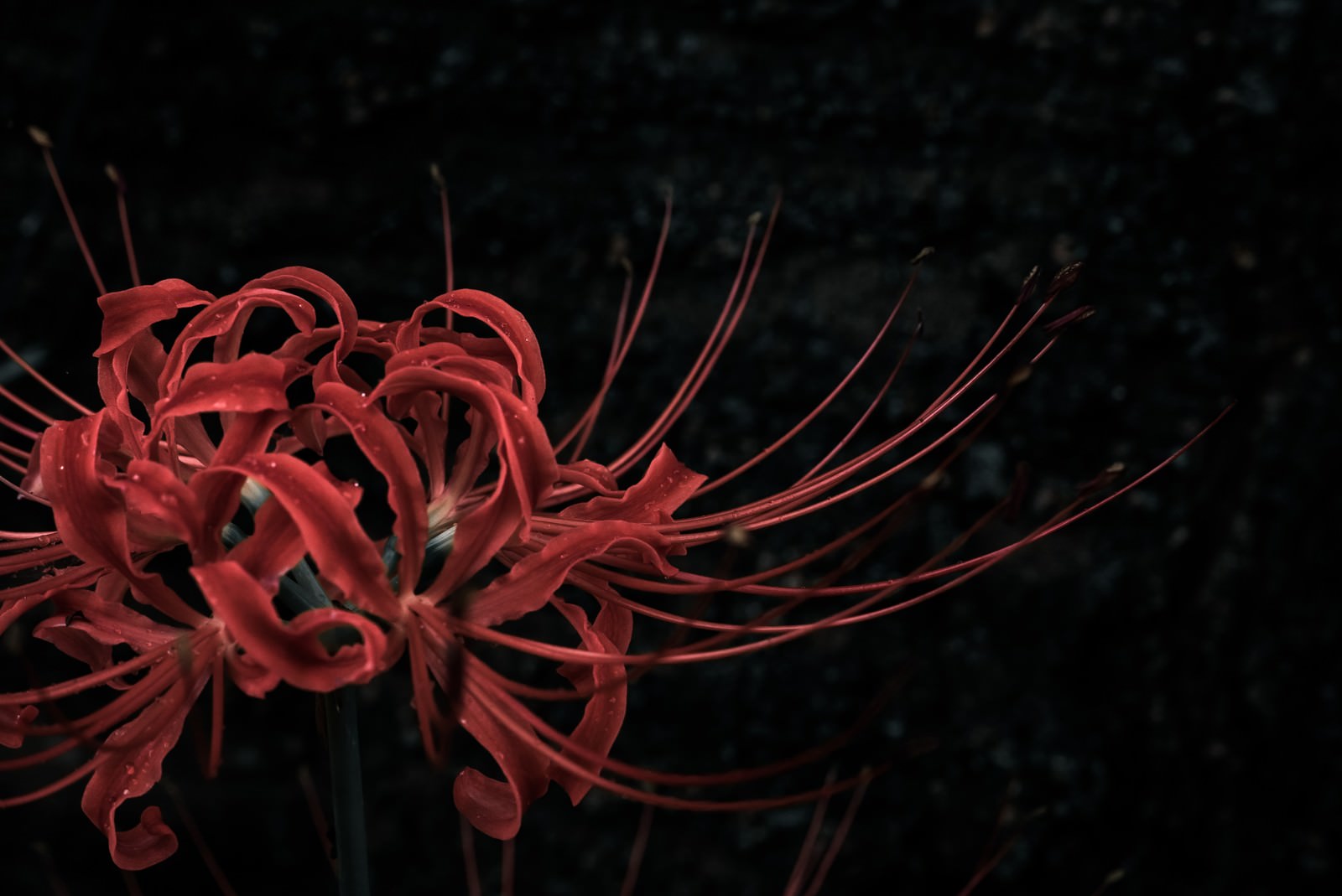 暗い背景の中で赤く咲くヒガンバナの花と伸びた雄しべ