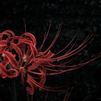 暗闇に咲く赤いヒガンバナ、秋のお彼岸を彩る曼珠沙華の写真