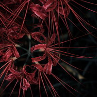 刺々しく広がる彼岸花の群生は暗闇に浮かぶ秋の情景の写真
