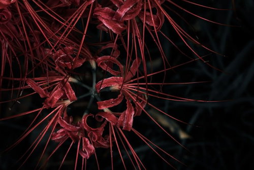 刺々しく広がる彼岸花の群生は暗闇に浮かぶ秋の情景