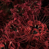 毒々しい赤さが目立つ彼岸花が群生する秋の花畑の写真