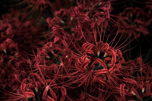 毒々しい赤さが目立つ彼岸花が群生する秋の花畑