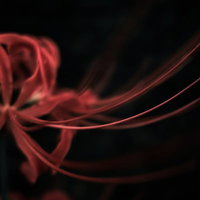 暗闇に浮かぶ触手のような彼岸花の花弁と蕾の写真